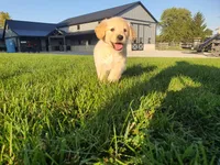 Charly, a male Golden Retriever for sale in Spencerville, IN – 5 of 5