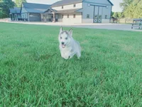Sadie, a female Siberian Husky for sale in Spencerville, IN – 4 of 4