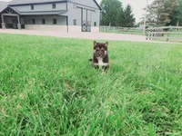 Cody, a male Shiba Inu for sale in Spencerville, IN – 3 of 8