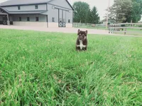 Cody, a male Shiba Inu for sale in Spencerville, IN – 5 of 8