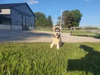 Daisy, a female Siberian Husky for sale in Spencerville, IN – 4 of 9