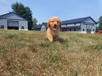 Harley, a male Golden Retriever for sale in Spencerville, IN – 2 of 9