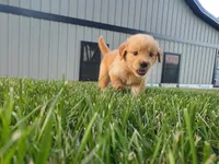 Sophie , a female Golden Retriever for sale in Spencerville, IN – 3 of 4