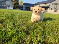 Luna, a female Golden Retriever for sale in Spencerville, IN – 3 of 8