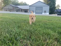 Harley, a male Golden Retriever for sale in Spencerville, IN – 3 of 4