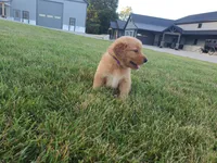 Buster, a male Golden Retriever for sale in Spencerville, IN – 7 of 7