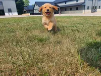Harley, a male Golden Retriever for sale in Spencerville, IN – 1 of 9