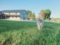 Sadie, a female Siberian Husky for sale in Spencerville, IN – 2 of 4