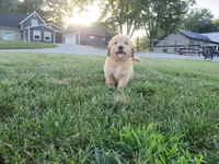 Jackson , a male Golden Retriever for sale in Spencerville, IN – 7 of 9