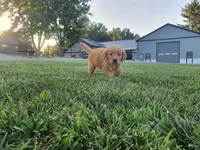 Alijah, a male Golden Retriever for sale in Spencerville, IN – 3 of 6