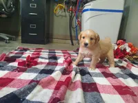 Jasmine, a female Golden Retriever for sale in Spencerville, IN – Photo 5 of 6