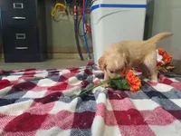Jasmine, a female Golden Retriever for sale in Spencerville, IN – Photo 6 of 6