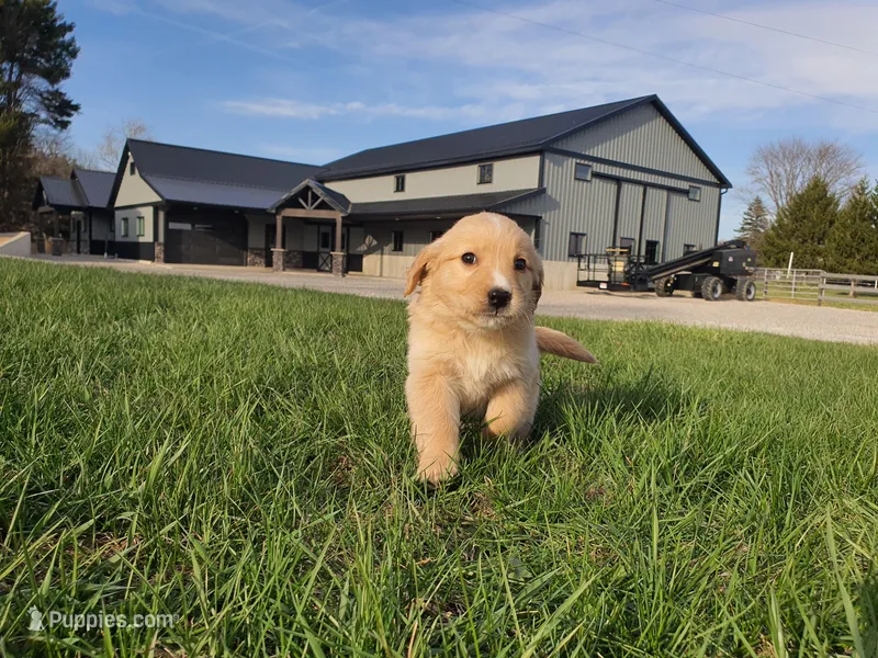 Jasmine – Golden Retriever puppy for sale in Spencerville, IN