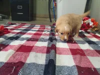 Jasmine, a female Golden Retriever for sale in Spencerville, IN – Photo 1 of 6