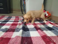 Jasmine, a female Golden Retriever for sale in Spencerville, IN – Photo 4 of 6