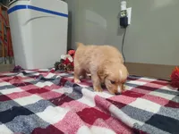 Jasmine, a female Golden Retriever for sale in Spencerville, IN – Photo 2 of 6