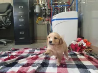 Jasmine, a female Golden Retriever for sale in Spencerville, IN – Photo 3 of 6