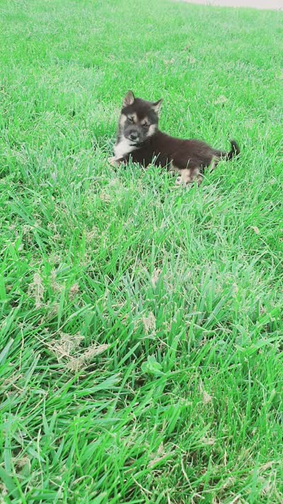 Cody, a male Shiba Inu for sale in Spencerville, IN – 8 of 8