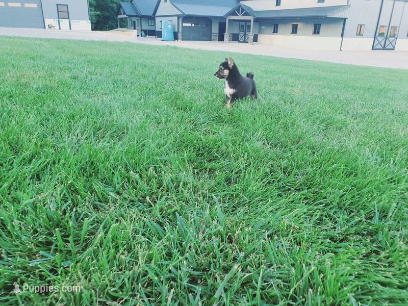 Cody – Shiba Inu puppy for sale in Spencerville, IN