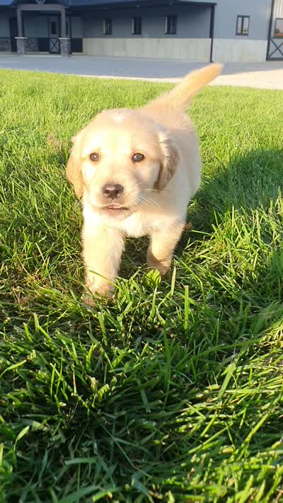 Drake , a male Golden Retriever for sale in Spencerville, IN – 6 of 6
