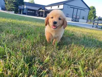 Sophie , a female Golden Retriever for sale in Spencerville, IN – 4 of 10