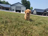 Harley, a male Golden Retriever for sale in Spencerville, IN – 5 of 9