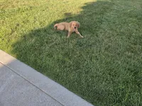 Lindsey , a female Golden Retriever for sale in Spencerville, IN – 3 of 3