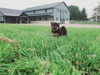 Cassie , a female Shiba Inu for sale in Spencerville, IN – 4 of 6