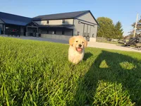 Charly, a male Golden Retriever for sale in Spencerville, IN – 1 of 5