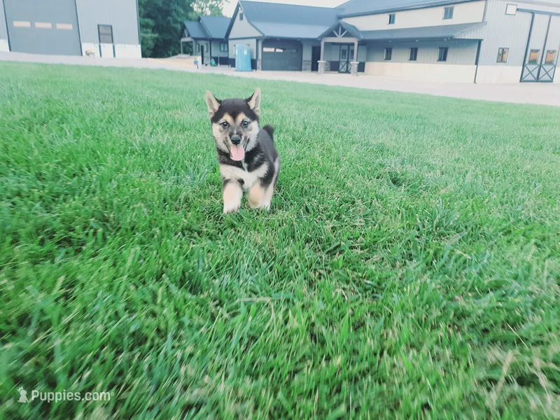 Cooper  – Shiba Inu puppy for sale in Spencerville, IN