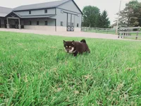 Coco, a male Shiba Inu for sale in Spencerville, IN – 1 of 6