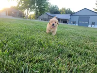 Jackson , a male Golden Retriever for sale in Spencerville, IN – 9 of 9