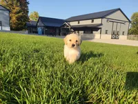 Luna, a female Golden Retriever for sale in Spencerville, IN – 2 of 8