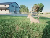 Lola, a female Siberian Husky for sale in Spencerville, IN – 2 of 4