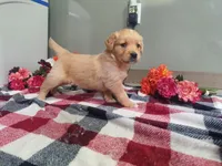 Hannah , a female Golden Retriever for sale in Spencerville, IN – Photo 4 of 5