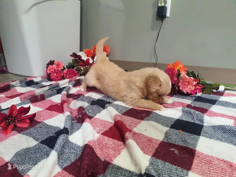 Hannah  – Golden Retriever puppy for sale in Spencerville, IN