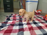 Hannah , a female Golden Retriever for sale in Spencerville, IN – Photo 3 of 5