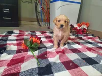 Hannah , a female Golden Retriever for sale in Spencerville, IN – Photo 5 of 5