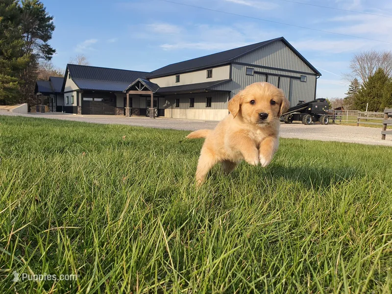Hannah  – Golden Retriever puppy for sale in Spencerville, IN