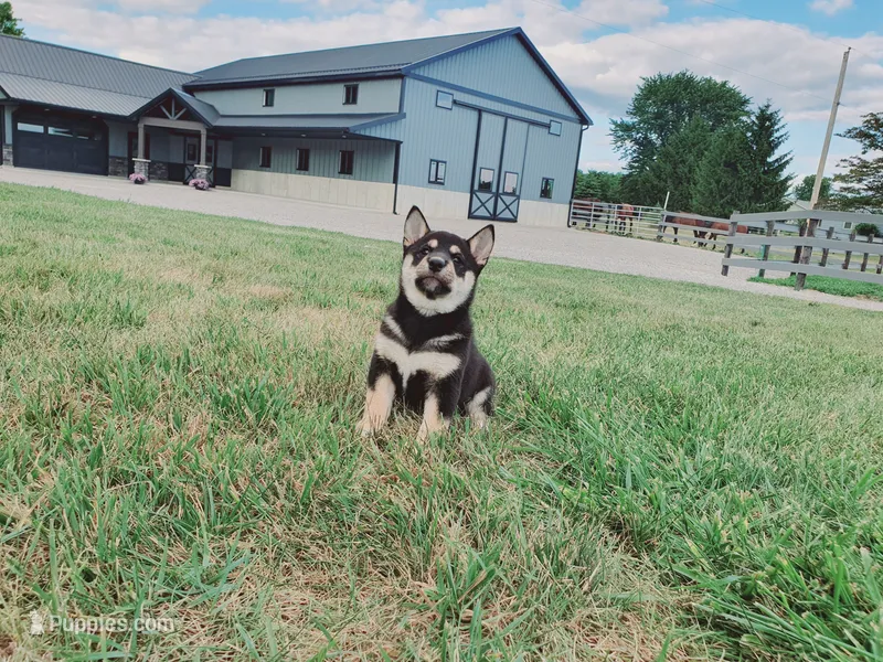 Jasmine  – Shiba Inu puppy for sale in Spencerville, IN