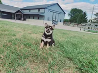 Jasmine , a female Shiba Inu for sale in Spencerville, IN – 1 of 5