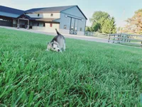 Corbin, a male Siberian Husky for sale in Spencerville, IN – 3 of 4