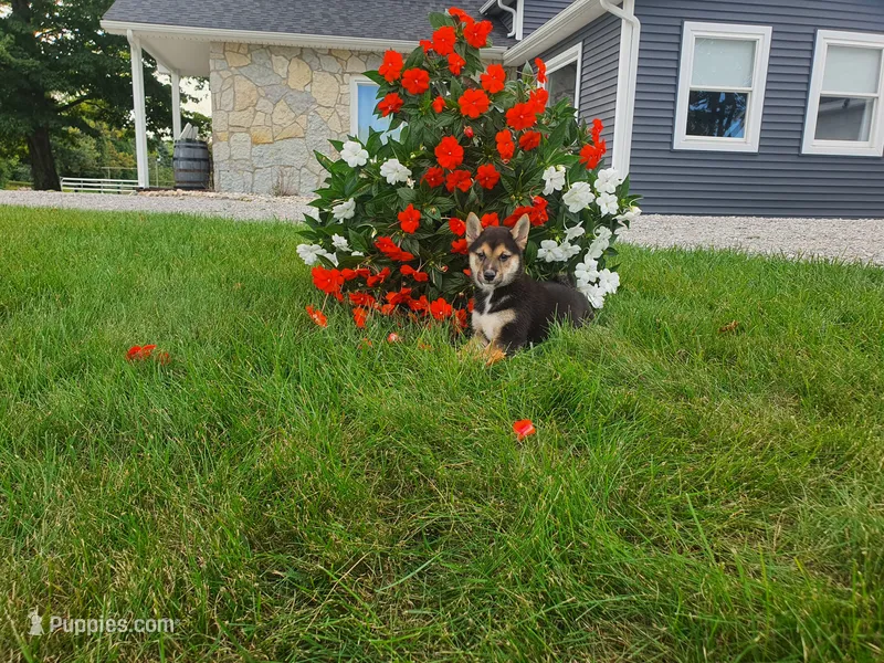 Cooper  – Shiba Inu puppy for sale in Spencerville, IN