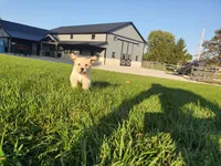 Luna, a female Golden Retriever for sale in Spencerville, IN – 6 of 8