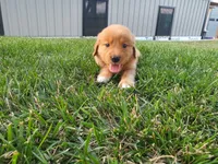 Angela, a female Golden Retriever for sale in Spencerville, IN – 3 of 4