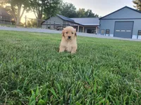 Harley, a male Golden Retriever for sale in Spencerville, IN – 2 of 4