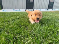 Angela, a female Golden Retriever for sale in Spencerville, IN – 2 of 4