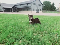 Coco, a male Shiba Inu for sale in Spencerville, IN – 5 of 6