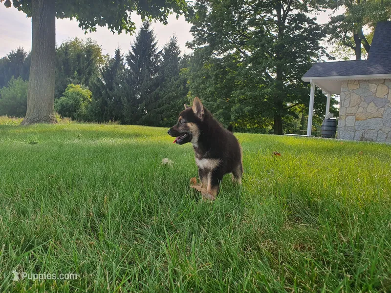 Cassie  – Shiba Inu puppy for sale in Spencerville, IN