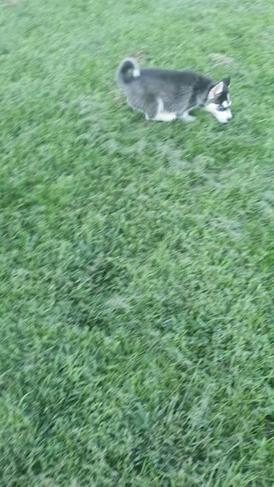 Daisy, a female Siberian Husky for sale in Spencerville, IN – 9 of 9